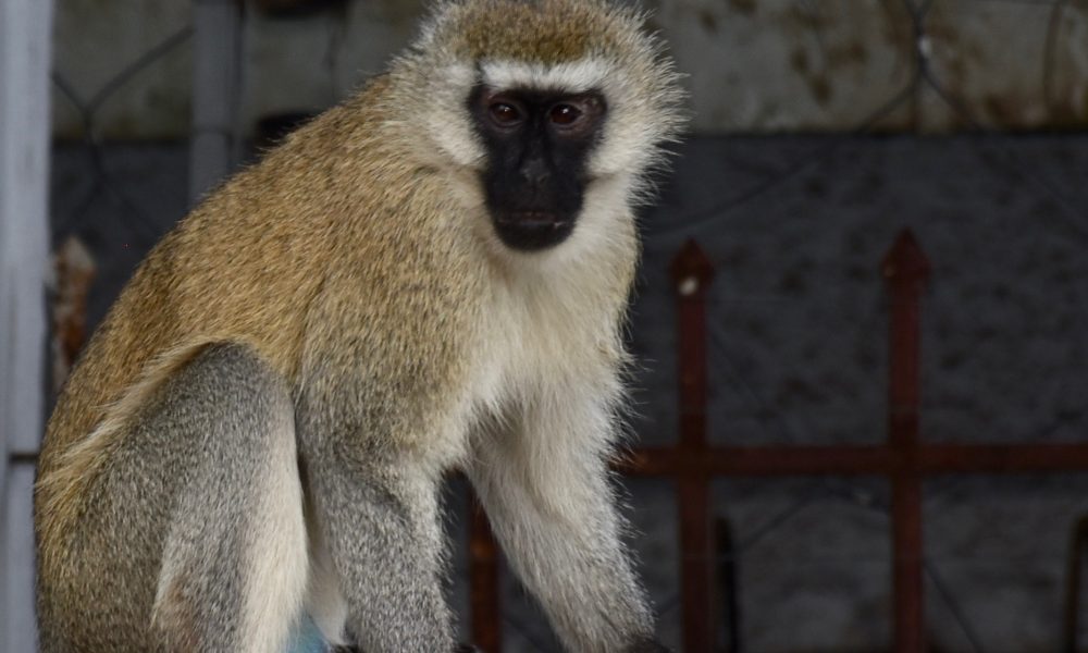 rencontre singe