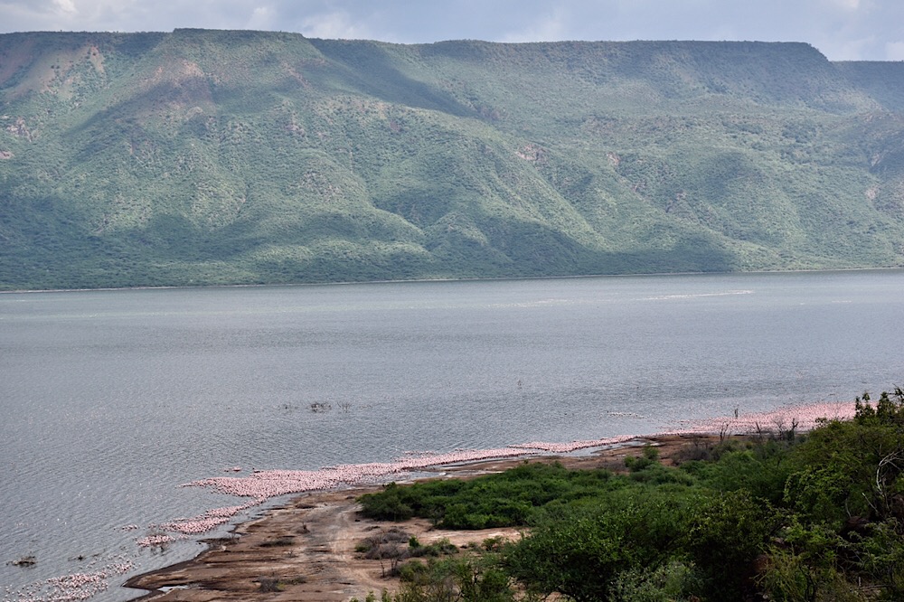 Lac Bogoria Symphonie De Flamants Roses Et Geysers En Furie